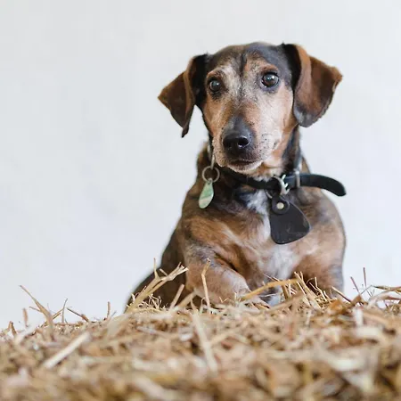 Апартаменты Schulte-goebel Шмалленберг